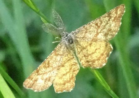 Réf. 231 853 : Ematurga atomaria